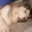諒大のプロフィール画像