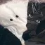 おさかなのプロフィール画像