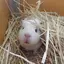 はむかすのプロフィール画像