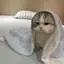 🌱のプロフィール画像