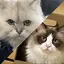 ホヌッコのプロフィール画像