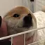 しのプロフィール画像