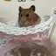 ぷりんちゃんのプロフィール画像