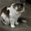 Nのプロフィール画像