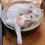 モモのプロフィール画像