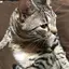 chi_kittyのプロフィール画像