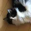 みやのプロフィール画像