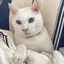 翔平のプロフィール画像