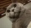 カノケのプロフィール画像