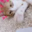 hanaのプロフィール画像