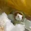 ハムちゃんママのプロフィール画像