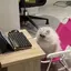 ちはるのプロフィール画像