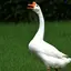 AZIのプロフィール画像