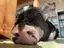 るーのプロフィール画像