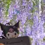 としのプロフィール画像