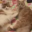 アーサーのプロフィール画像