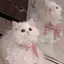 ちゃろのプロフィール画像