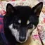 ぱーちゃんのプロフィール画像