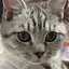 ほたてのプロフィール画像