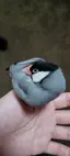 うずらのプロフィール画像