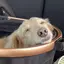 ちゃちゃのプロフィール画像
