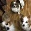 ステフのプロフィール画像