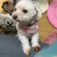 ワンピースのプロフィール画像