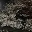 さりのプロフィール画像