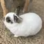 (ᐢ ̫ᐢ)のプロフィール画像