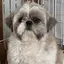 れなのプロフィール画像