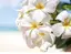 Plumeriaのプロフィール画像