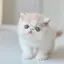 めろんのプロフィール画像