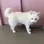 ホワイトのプロフィール画像