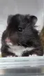 牛子のプロフィール画像