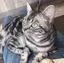 あおさのプロフィール画像