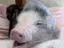 みーのプロフィール画像