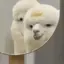 せいかのプロフィール画像