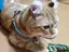 たかゆのプロフィール画像