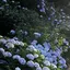 ふのプロフィール画像