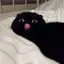 ねこ太のプロフィール画像