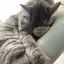 ぎんむぎのプロフィール画像