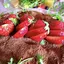 チョコタンのプロフィール画像