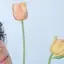 白蒼嵐のプロフィール画像