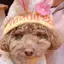 コタのプロフィール画像