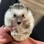 はるのプロフィール画像