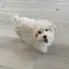 Rihoのプロフィール画像