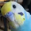 ポポちゃんママのプロフィール画像