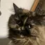 にゃんのプロフィール画像