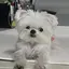 キキのプロフィール画像