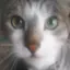 しょうゆうたのプロフィール画像